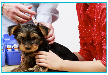 The Importance Of Vaccinating Your Pet - Welcome To The Insurance Emporium