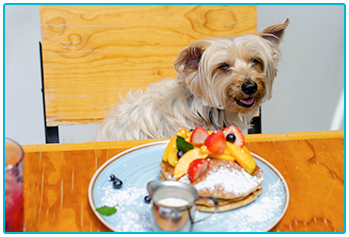 Is it safe for pets to eat pancakes? - Yorkshire Terrier feeling happy about plate of pancakes
