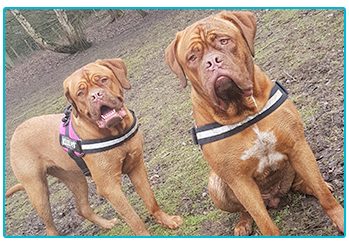 Your Story: Star the Dogue de Bordeaux - Welcome to The ...