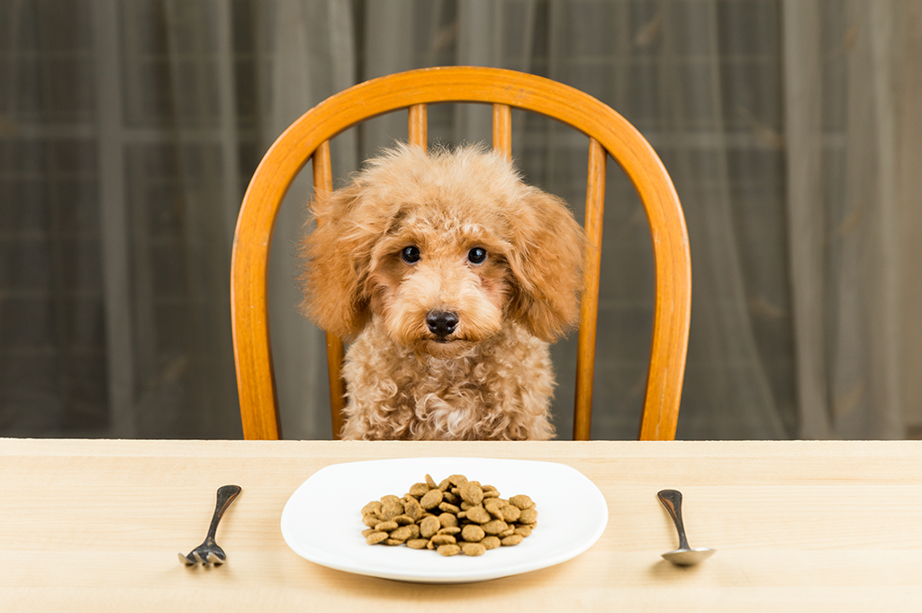 Alternative Pet Food - dog sits at table for meal
