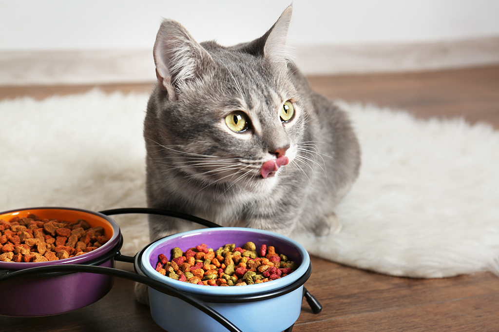 Alternative Pet Food - grey cat eating