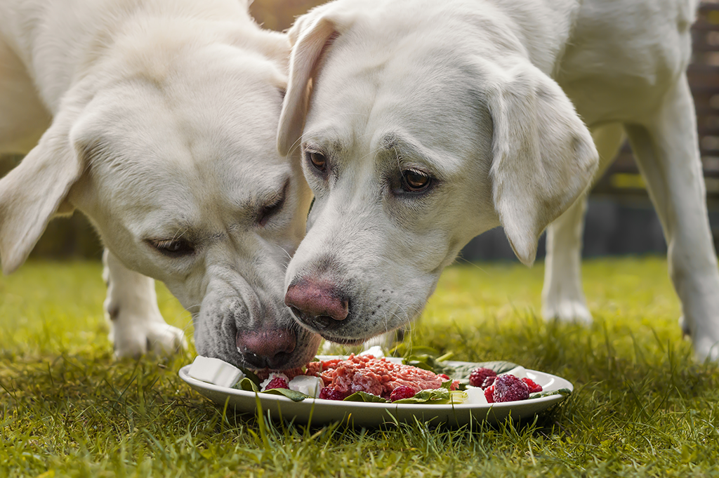 Alternative Pet Food - Labradors eating raw diet