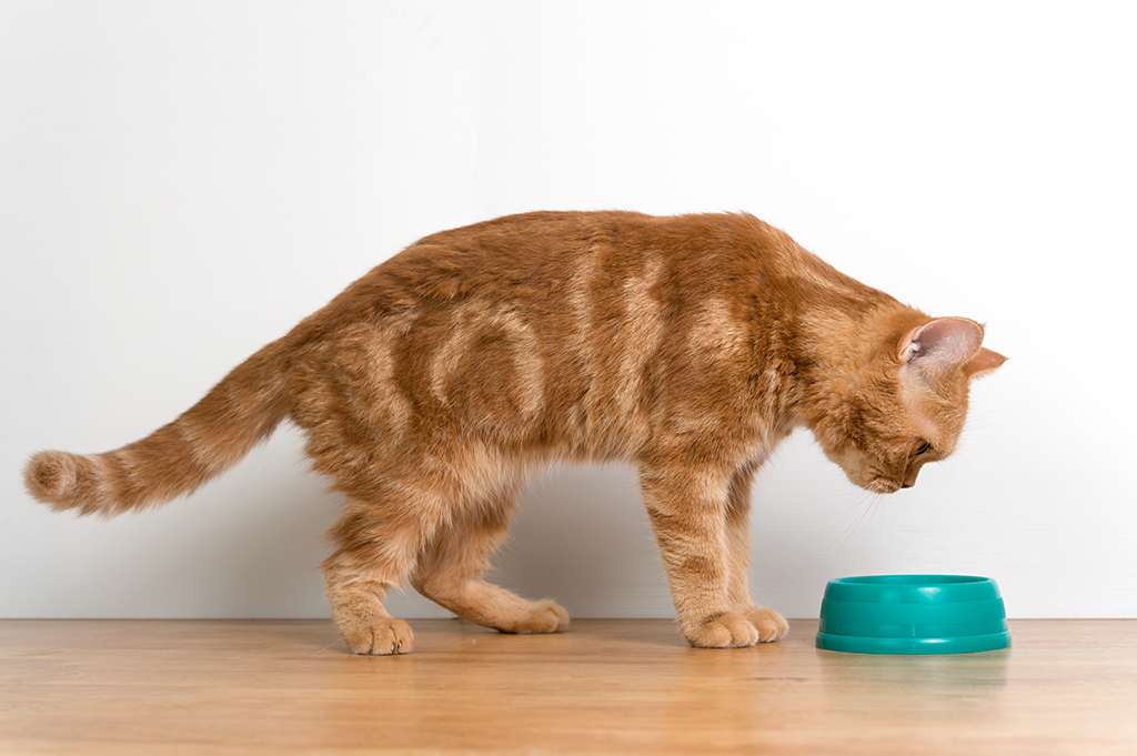 Alternative Pet Food - ginger cat looks at bowl