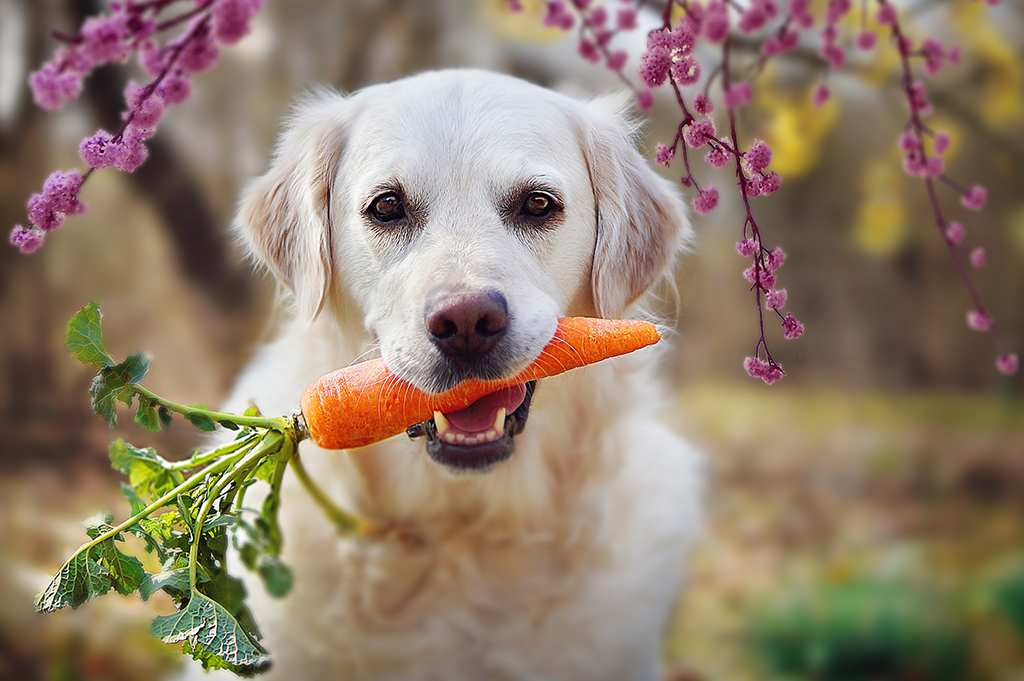 Alternative Pet Food - Retriever with carrot in mouth