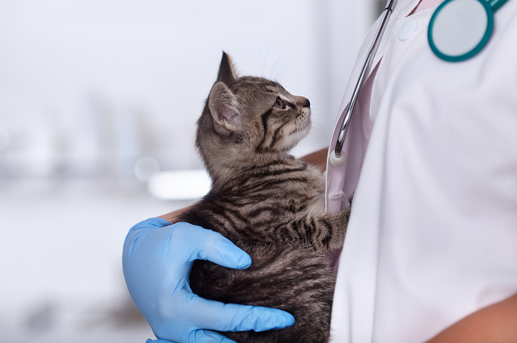 Can I take my pet to the vet during lockdown cat with vet