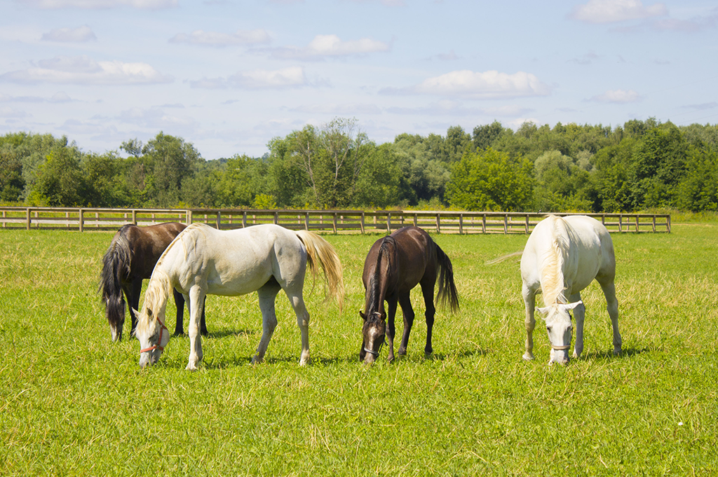 Horses grazing in livery yard
