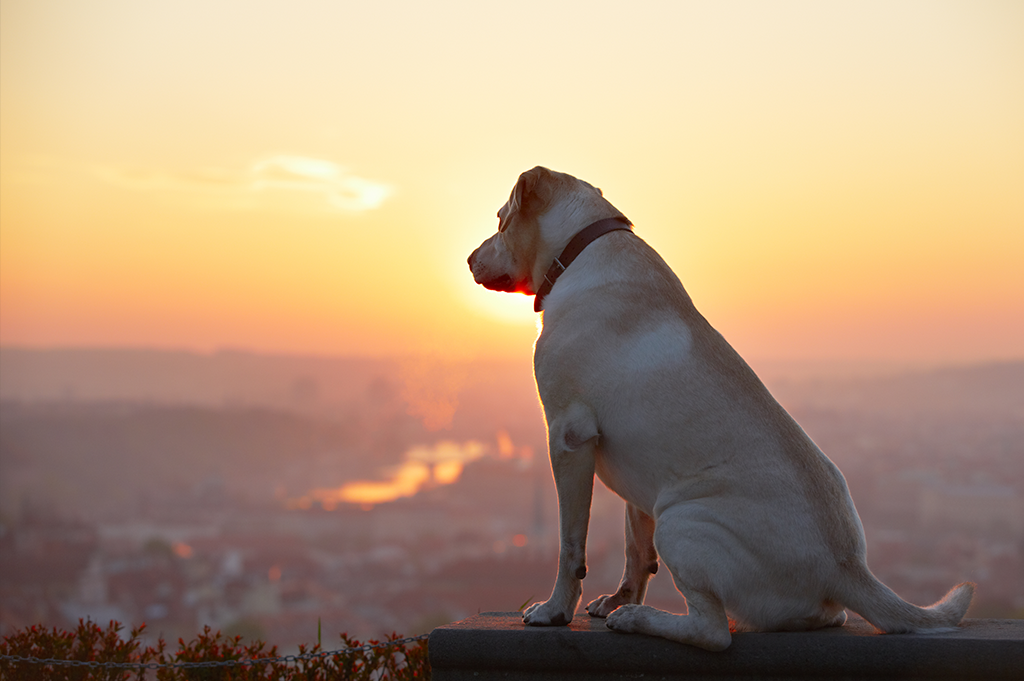 Dementia - Dog looking majestically at the view