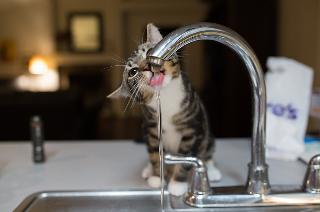 Pet Safe Cleaning Products Cat Drinking From Tap