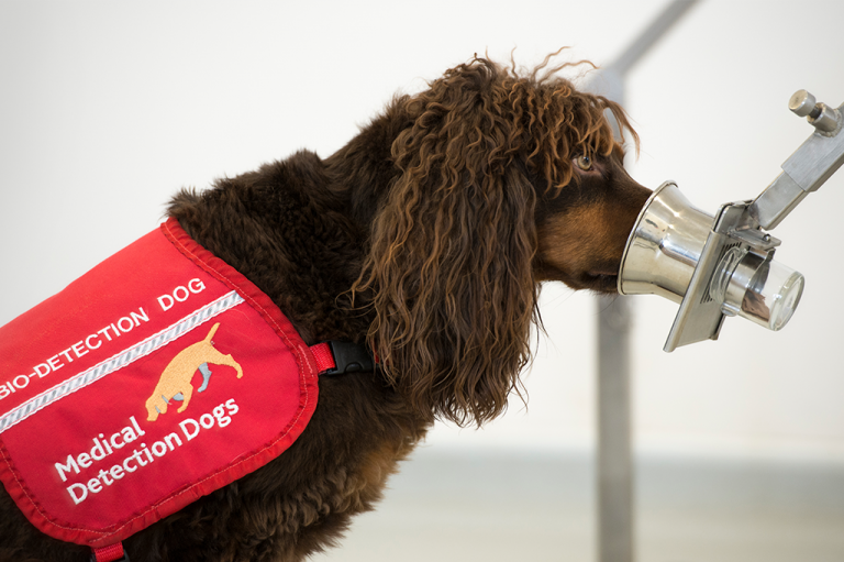 Interview With Chris Allen Medical Detection Dogs Welcome To The 