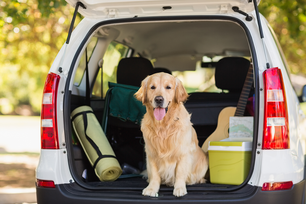 Taking your pet on holiday dog in car