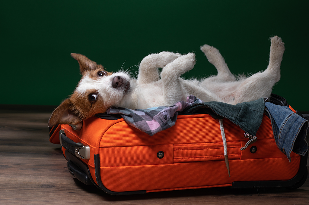 Taking your pet on holiday dog in suitcase