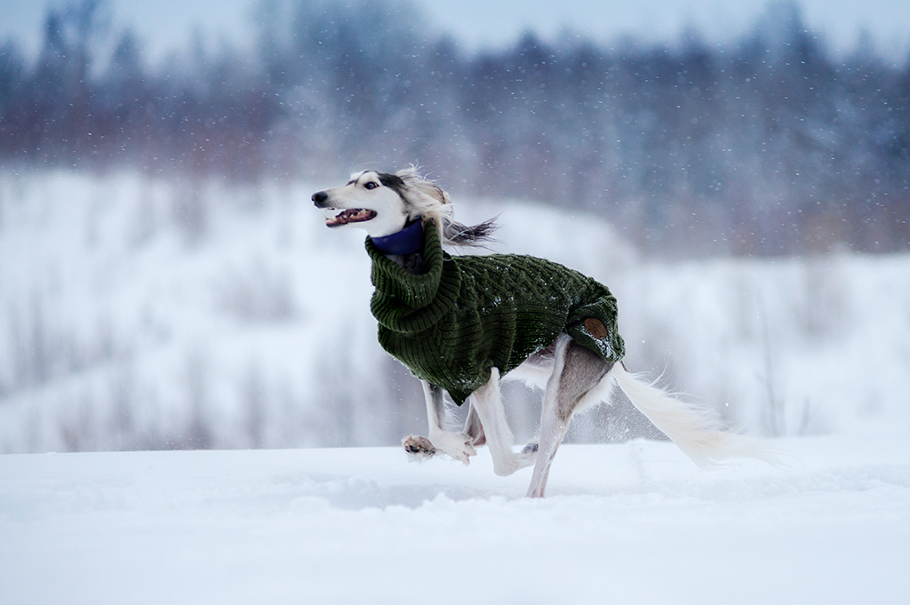 winter pet health dog with coat