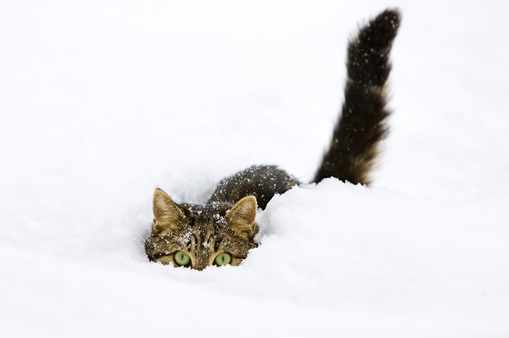 winter pet health cat hiding in snow