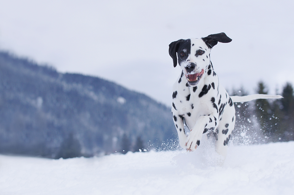 Dalmatian dog running in snow