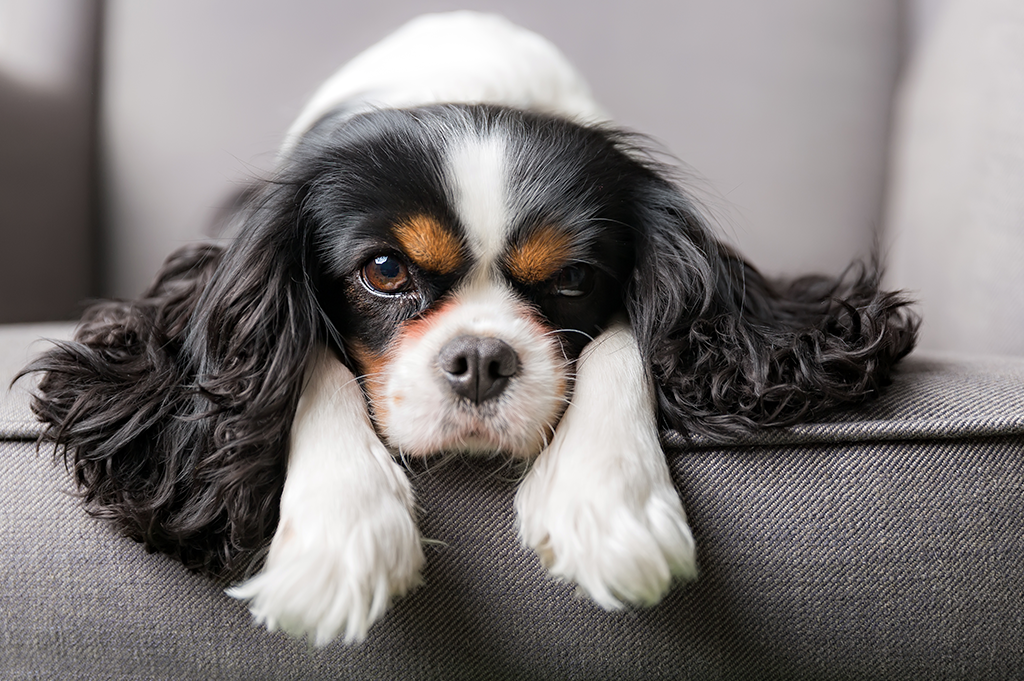 can seizures in dogs cause paralysis