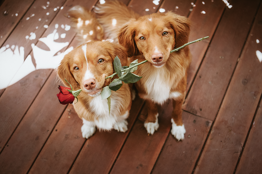 dogs with rose