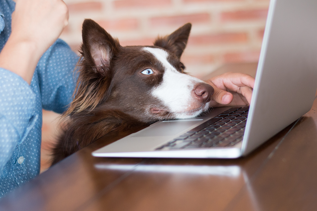 Health benefits of having a dog laptop