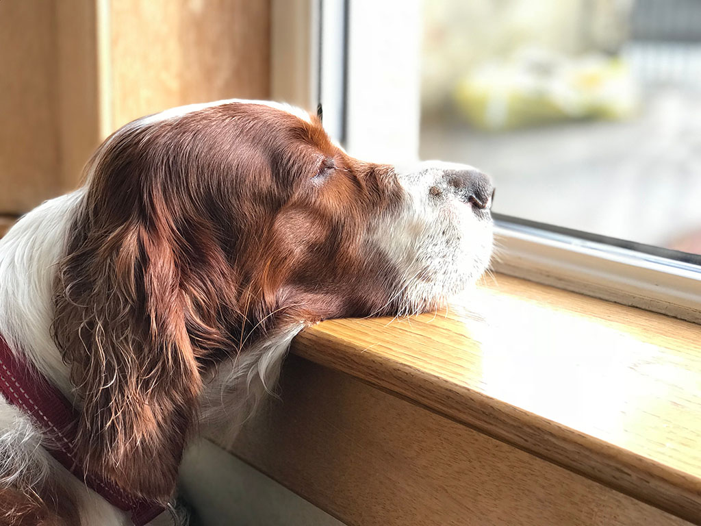 A dog looking sadly at the window. Irish Red and White Setter.