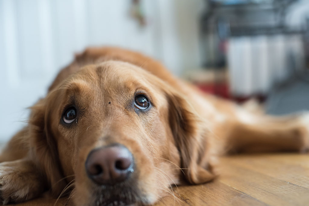 Worried Looking Dog Laying down