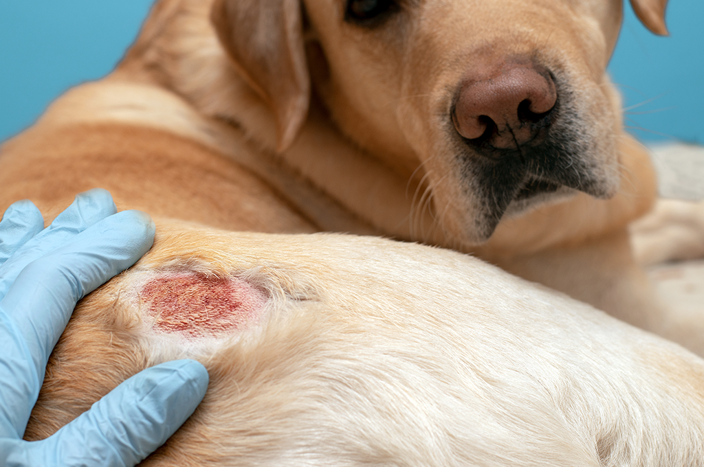 dog- atopic dermatitis
