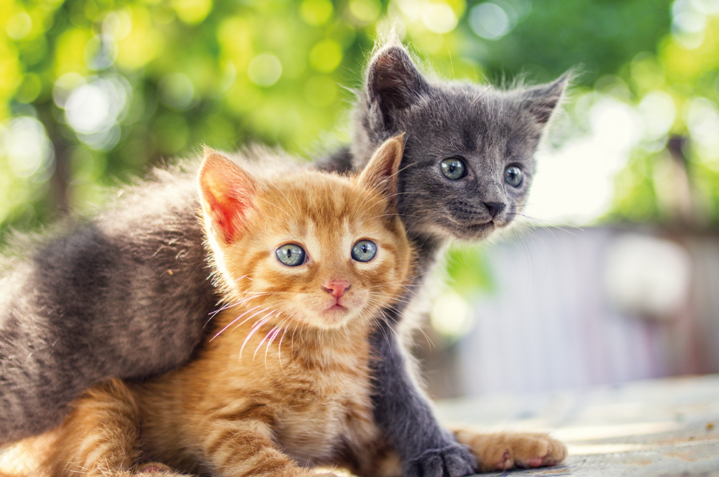 two kittens sitting together outside in the garden
