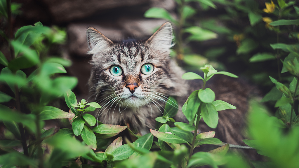 A tabby cat sits in the garden and looks out of the bushes. Walking Pets in nature in the Park