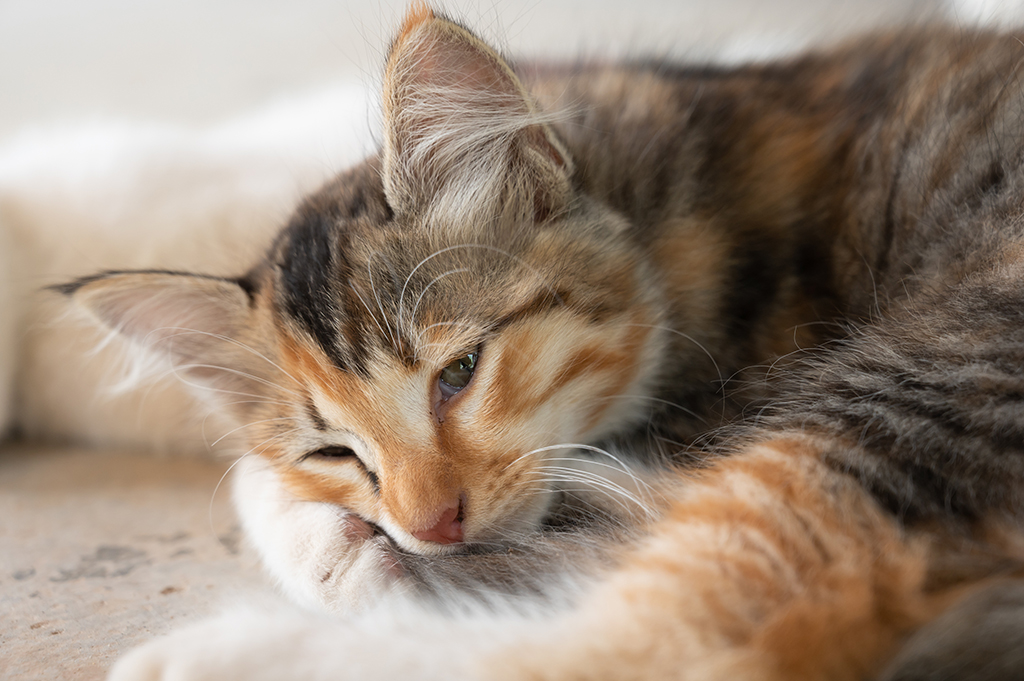 Portrait of a tricolor kitten lying on the floor. Feline depression. Sad cat. Bored cat.