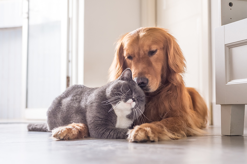 British cat and Golden Retriever