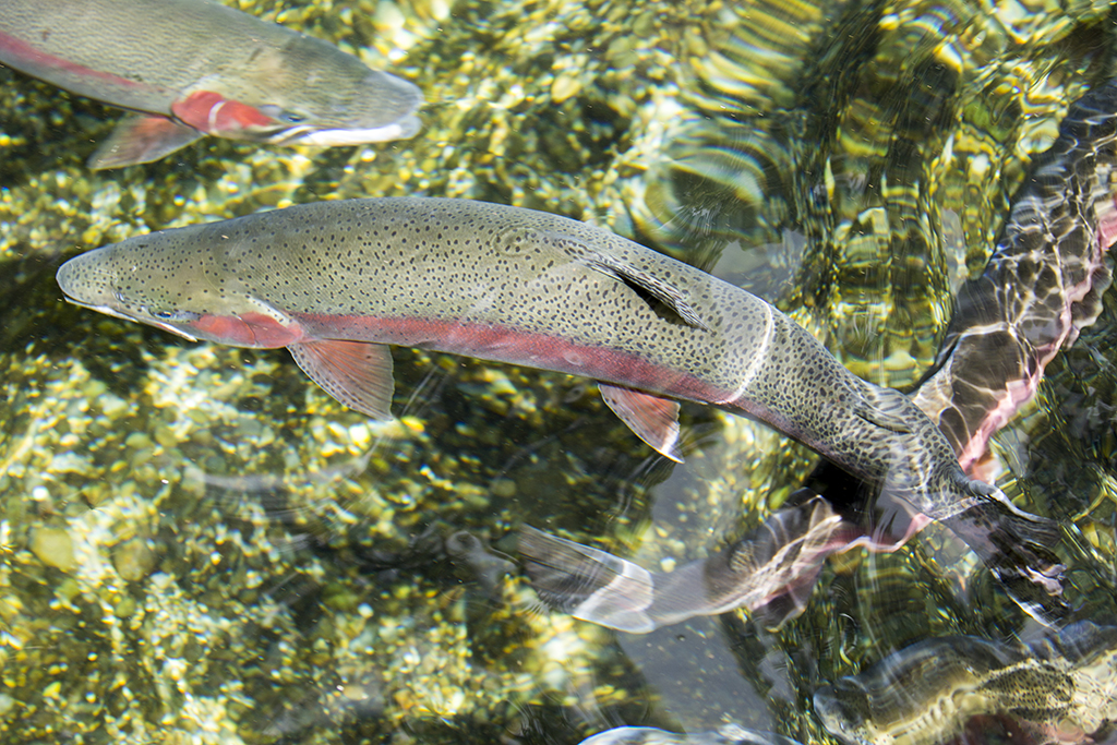 A rainbow trout (Oncorhynchus mykiss) photographed from above in a shallow stream in Rotorua, New Zealand.