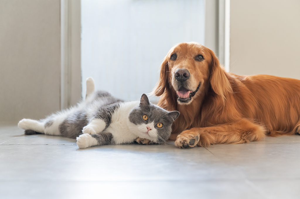 Golden Retriever and British Shorthair are friendly