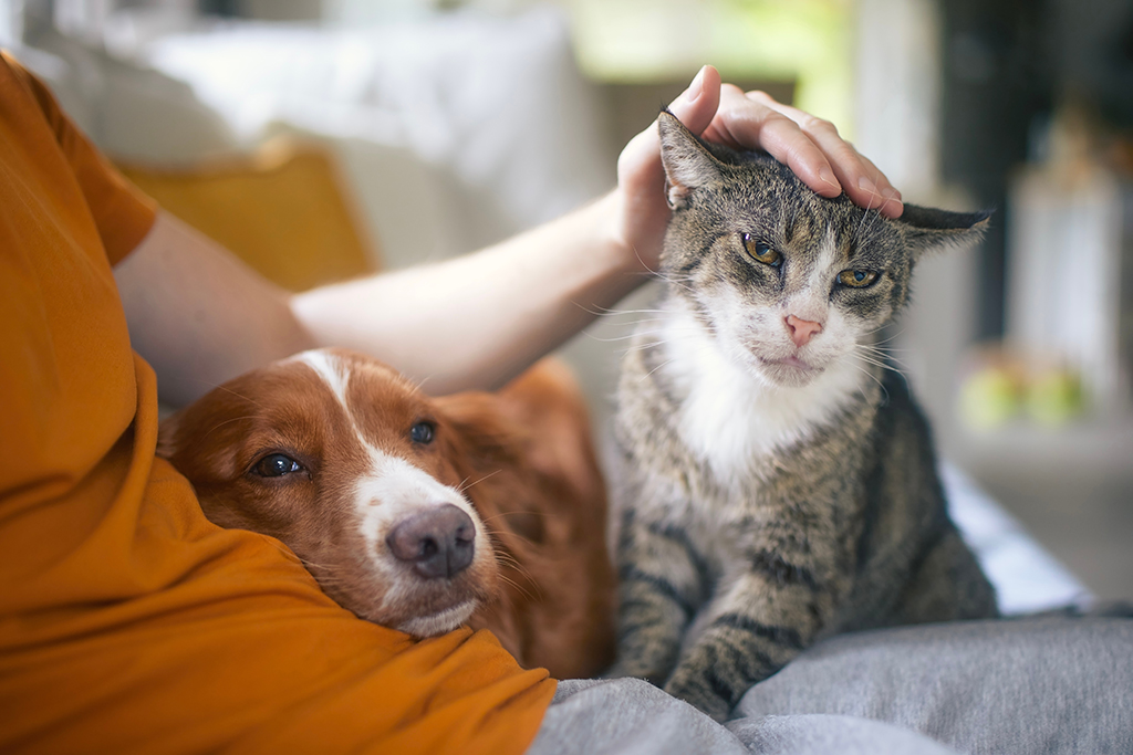 Man sitting on sofa with domestic animals. Pet owner stroking his old cat and dog together.