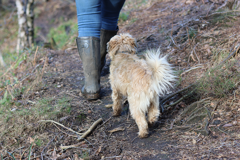 Dog on a countryside walk, walking behind its owner