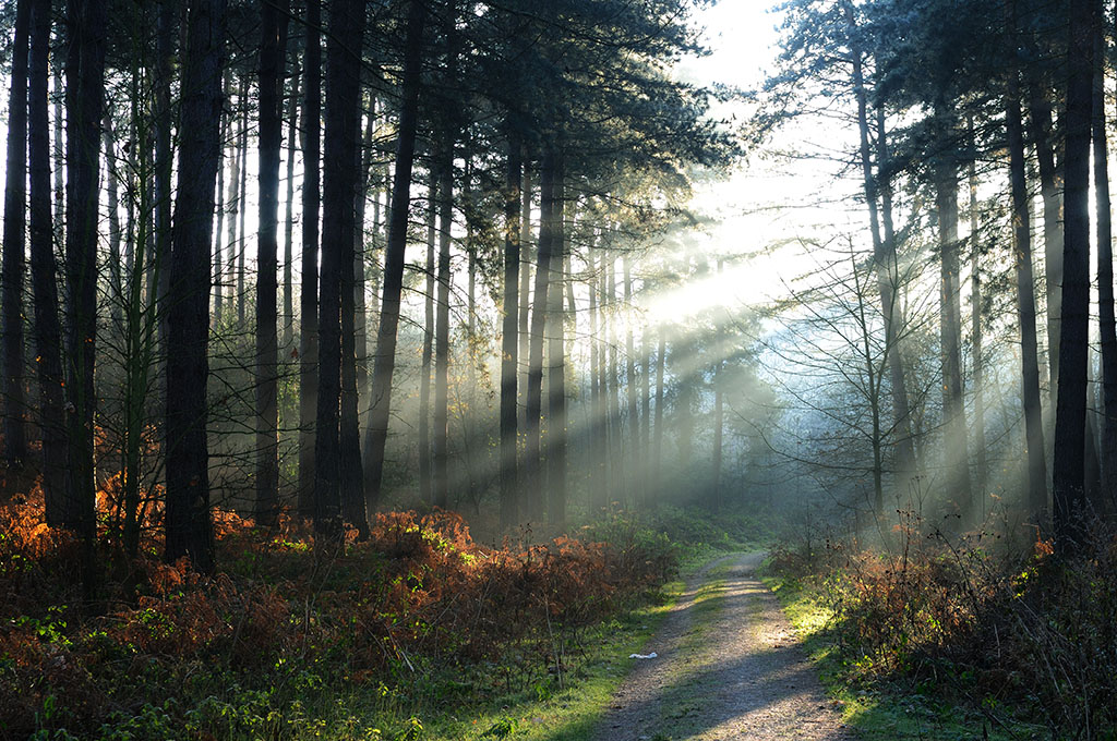 Sherwood Forest in Autumn with strong sunlight beaming through the trees.