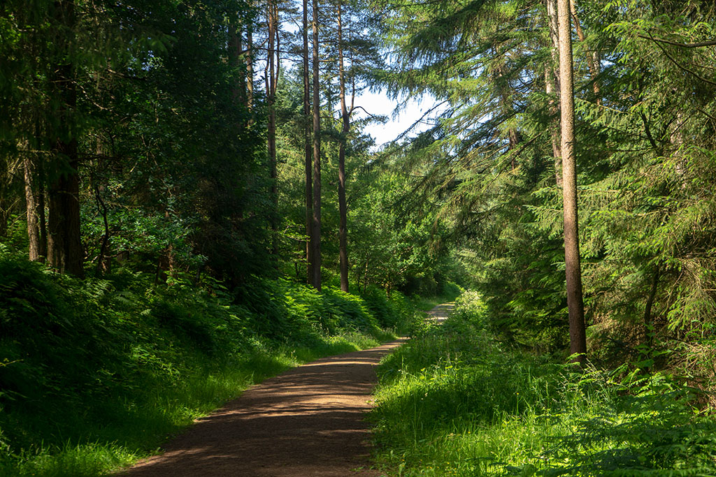 A view of a mountain bath path through the trees in Dalby Forest