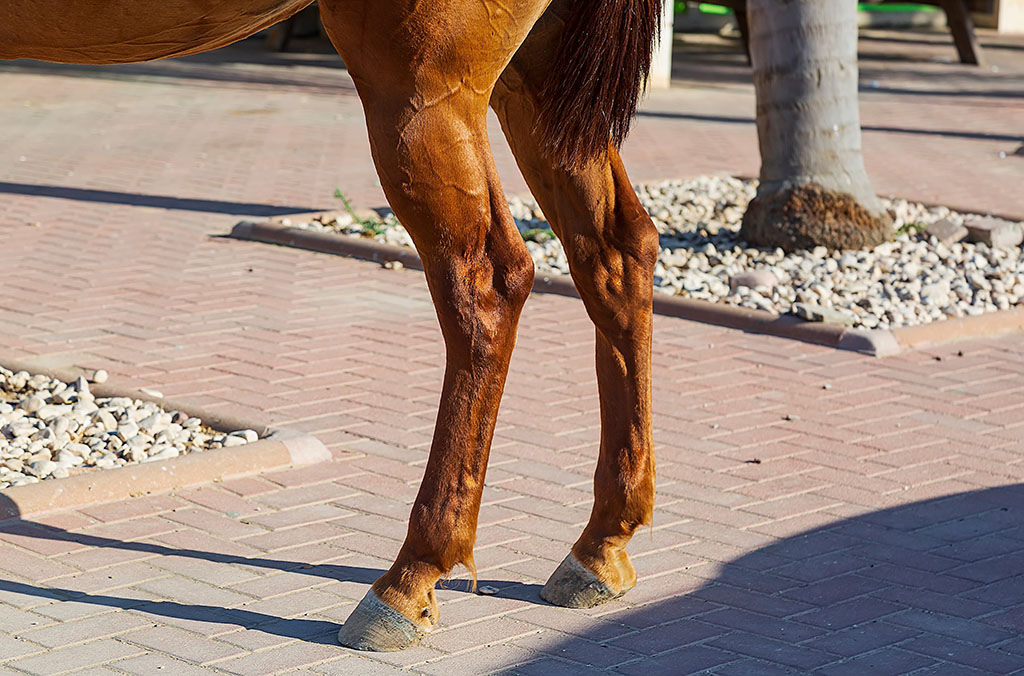 Close up of a horse's hind legs and hooves in resting position on a street. Typical leg position for horses. Concepts of animal, veterinarian. Brown arabian horse standing on back legs on the road