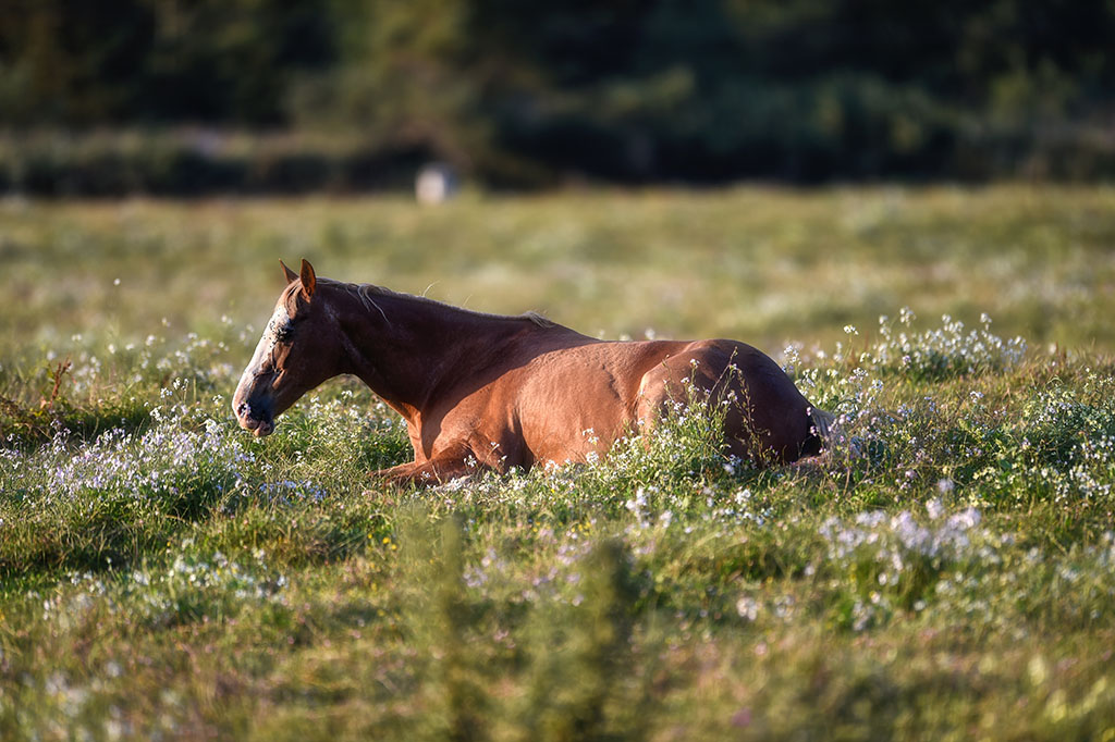 A horse resting in the green pastures in one of the beautiful stables