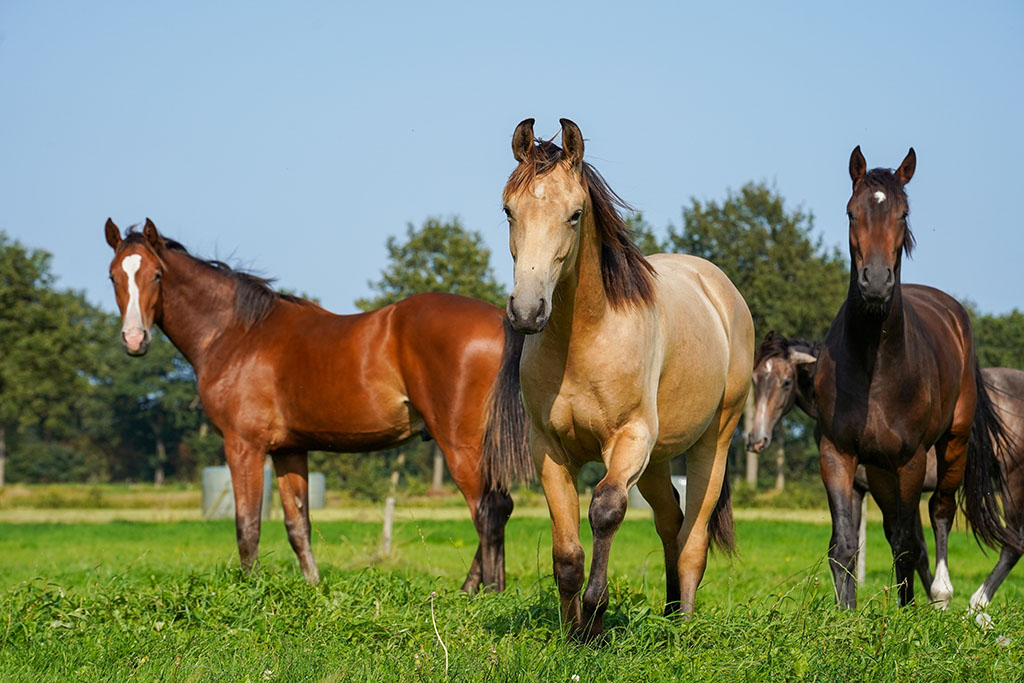 A group of horses running in a field of stallions in the Netherlands