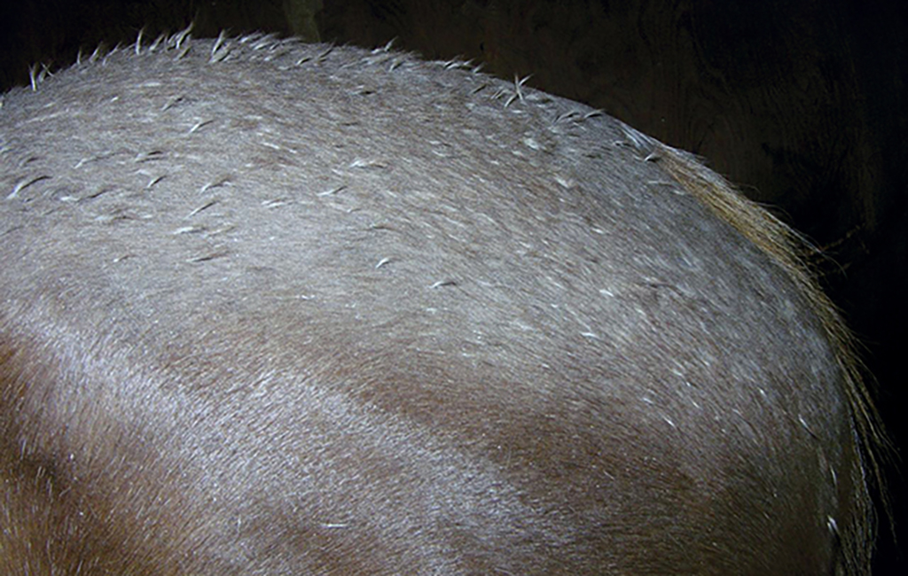 rain scald on a horse's back