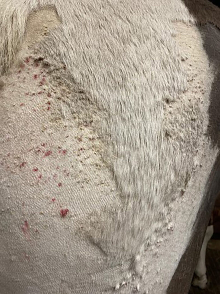 rain scald scabs on a horse's skin