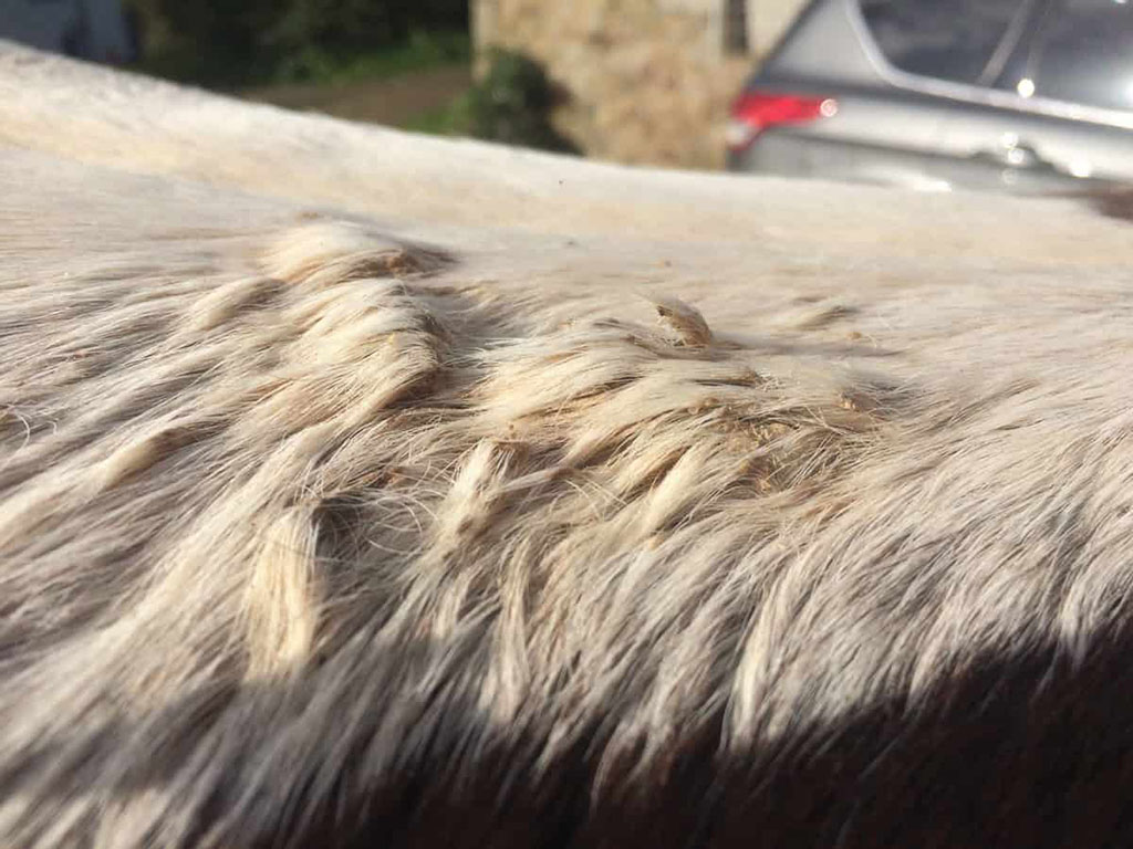 tufts of hair on horse's skin caused by rain scald