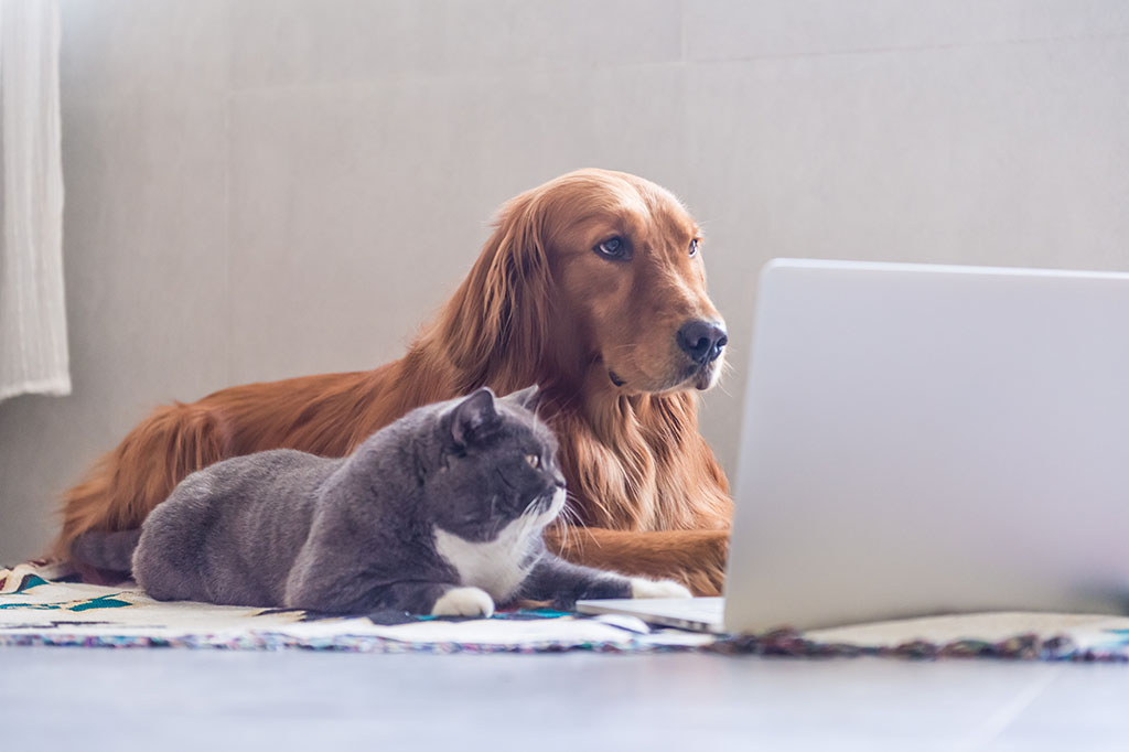 British shorthair cats and Golden Retriever