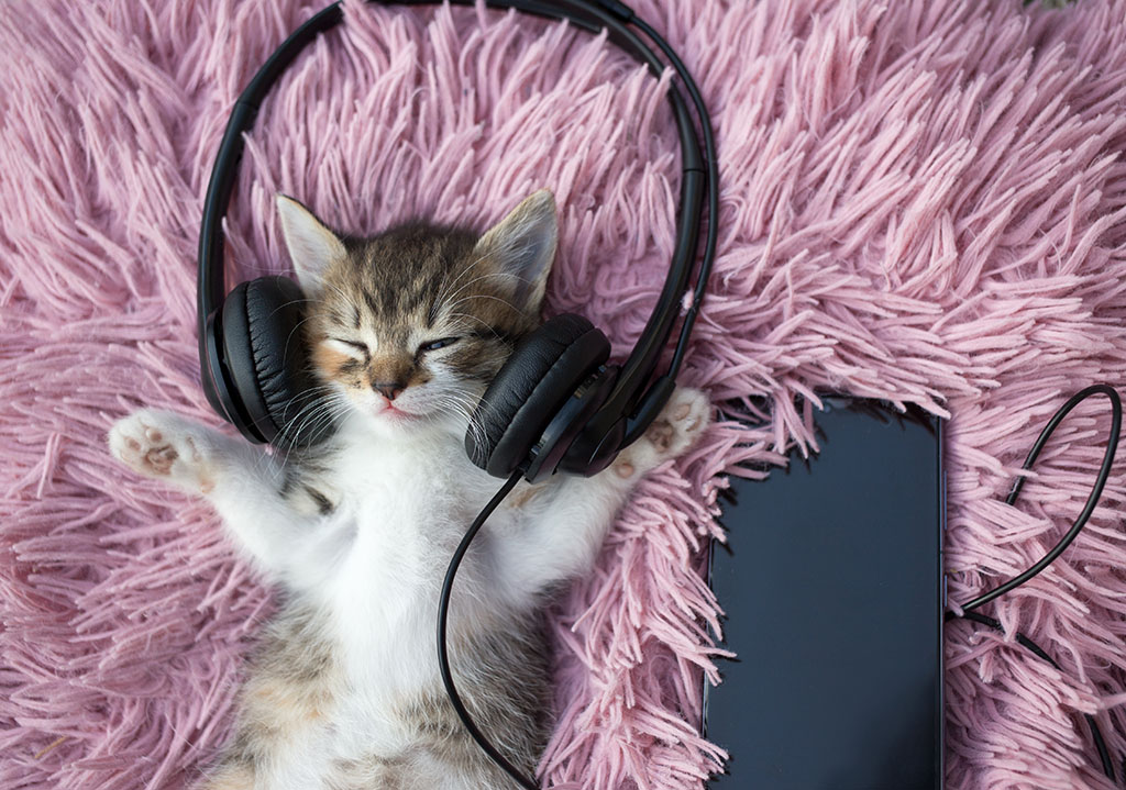 Sleeping cute little kitten in headphones and with a phone on a pink soft pillow. Pet comfort. Favorite pet. Humor