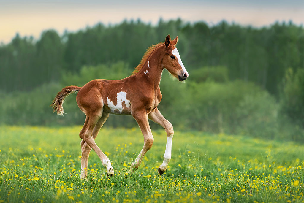 Happy foal running in the field in summer