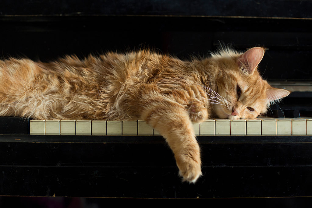 Music concept and domestic animals. cat's paw and face  lies on the keys, resting. Red Kitty on piano keys