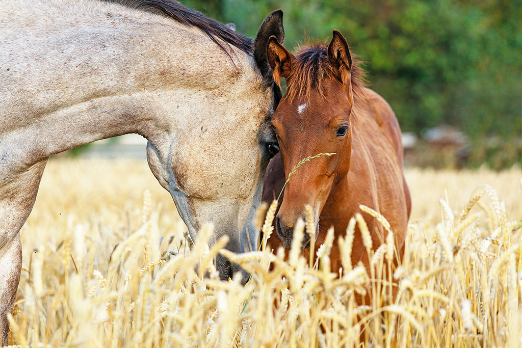 Portrait of a mare and her foal in rye field with beautiful green background.